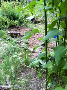 Big black hens final resting place, in the garlic patch, by the lemon balm